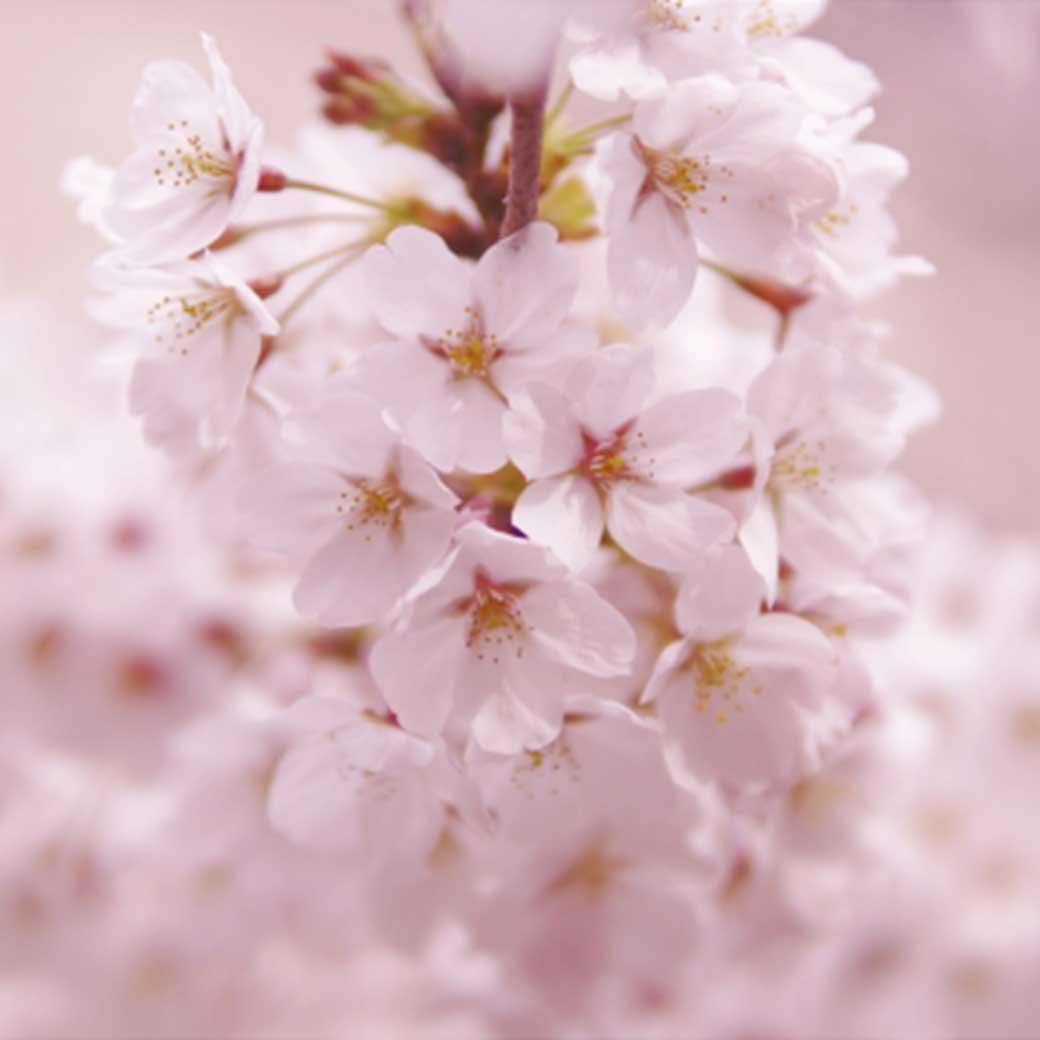 【お知らせ】銀座エスコフィエ臨時休業のお知らせ◆vol.23