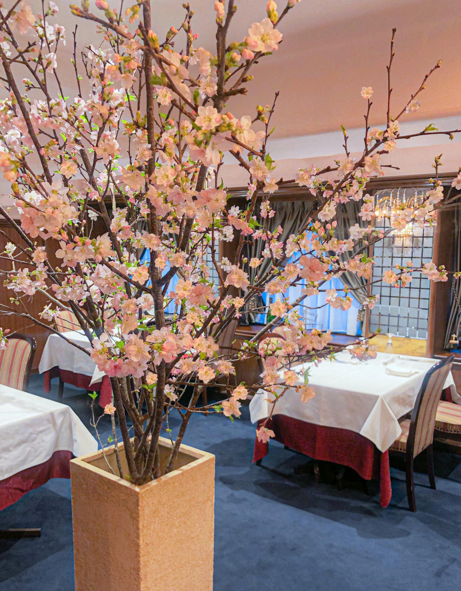 店内桜鑑賞のお知らせ